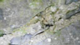 acastle 105615.jpg